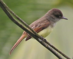 Myiarchus tuberculifer