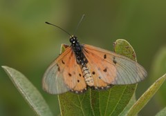 Acraea neobule neobule