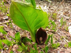 Symplocarpus renifolius