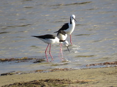 Himantopus leucocephalus