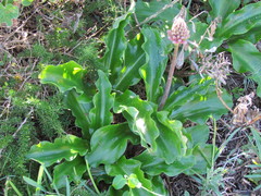 Veltheimia bracteata