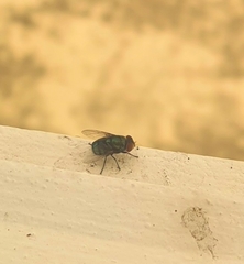 Diptera