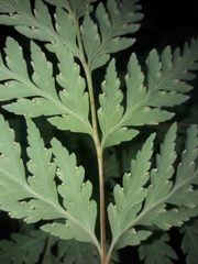 Loxsoma cunninghamii