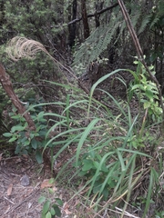 Miscanthus nepalensis