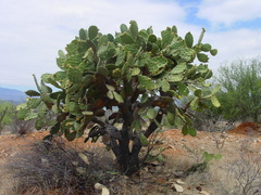 Opuntia velutina