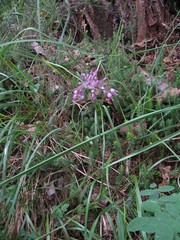 Allium carinatum pulchellum