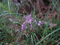 Allium carinatum pulchellum