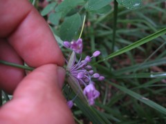 Allium carinatum pulchellum