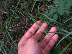Allium carinatum pulchellum