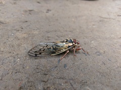 Auritibicen bihamatus