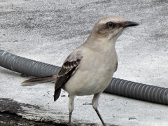 Mimus gilvus