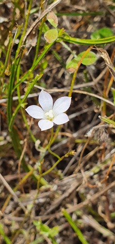 Wahlenbergia gracilis