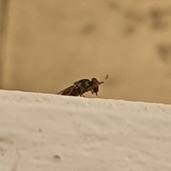 Insecta