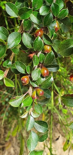 Marquand's Cotoneaster (Cotoneaster marquandii)