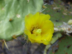 Opuntia velutina
