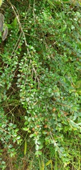 Cotoneaster marquandii
