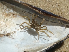 Halicarcinus