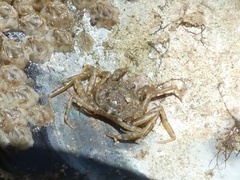 Halicarcinus