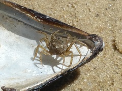 Halicarcinus