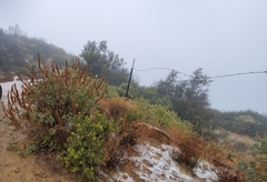 Thermopsis macrophylla