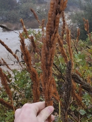 Thermopsis macrophylla