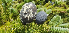 Abies homolepis