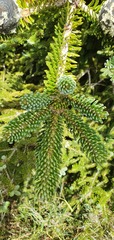 Abies homolepis