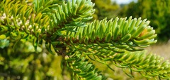 Abies homolepis