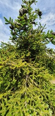 Abies homolepis