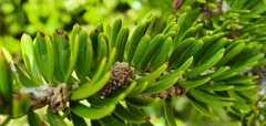 Abies homolepis