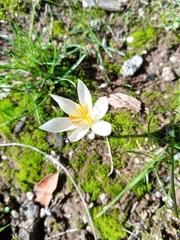 Crocus aleppicus