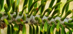 Abies homolepis
