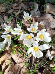 Crocus ochroleucus