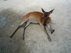 Cervus nippon