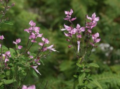 Syncolostemon rugosifolius