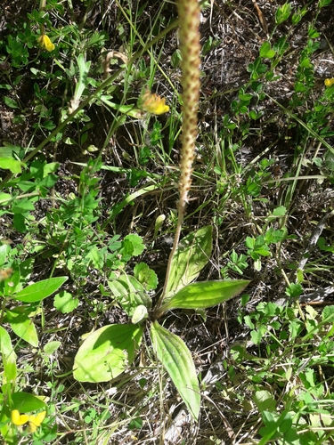 Plantago australis