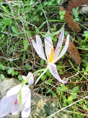Crocus cancellatus