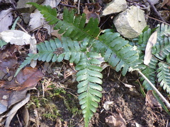 Dryopteris erythrosora
