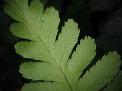 Dryopteris erythrosora