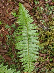 Polystichum setigerum