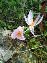 Crocus cancellatus