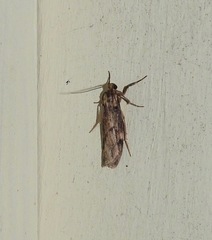 Graphosia stenopepla