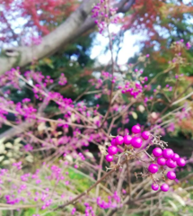 Callicarpa dichotoma