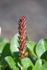 Salix sphenophylla