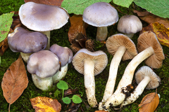 Cortinarius croceocoeruleus