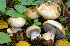 Cortinarius anserinus