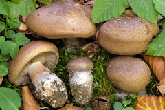 Thaxterogaster subpurpurascens