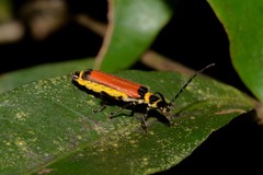 Chauliognathus atricornis