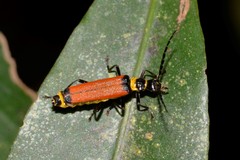 Chauliognathus atricornis
