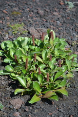 Salix sphenophylla